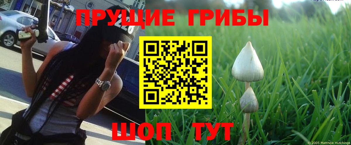 Галлюциногенные грибы GOLDEN TEACHER  Вход с VPN  Тайшет 